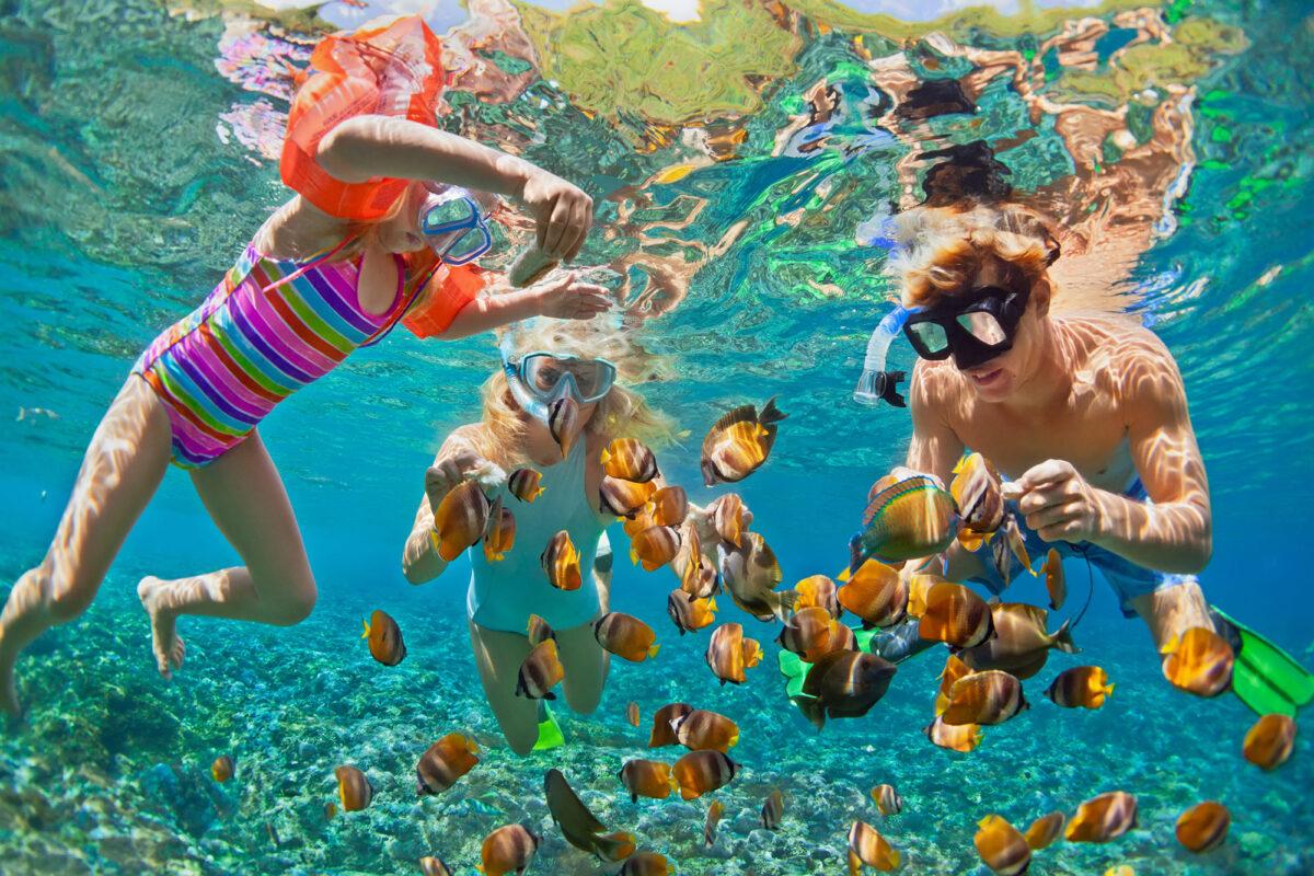 Explore Aqaba's Sealife